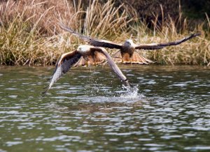 red kite