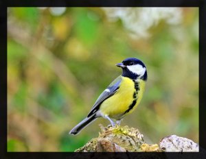 Great  Tit