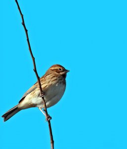 Siskin Female