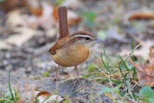 Carolina Wren 2