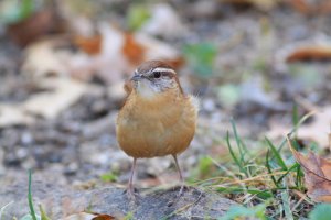 Carolina Wren 3