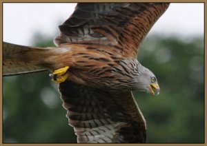 Red Kite