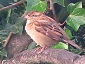 Garden Bird ~ Identification