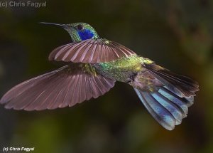 Green Violetear