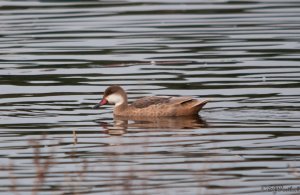 Unknown Duck