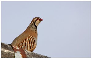 Red Legged Partridge