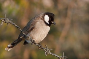 Yellow-vented Bulbul