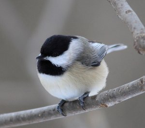 Chickadee