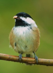 black-capped chickadee