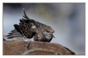 Turnstone