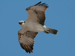 Osprey