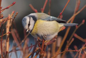 Blue Tit