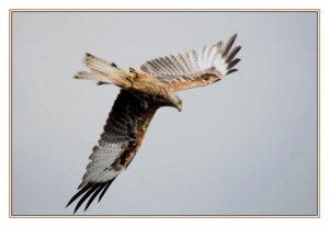 Full Frame Red Kite