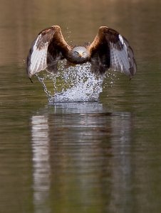 red kite