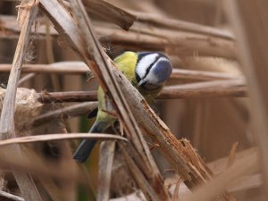 Blue Tit