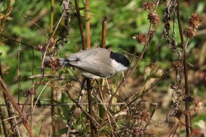 Marsh Tit