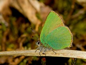 Green Hairstreak