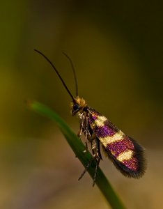 Micropterix aureatella