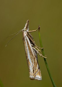 Crambus lathoniellus