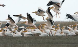 Common Pelican