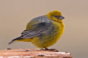 Bright-rumped Yellow-Finch