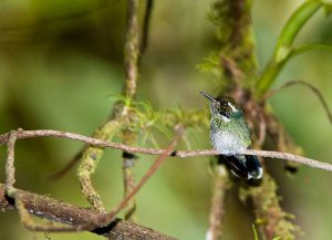 Wedge-billed Hummingbird