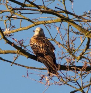 Red Kite