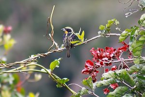 Gilded Barbet