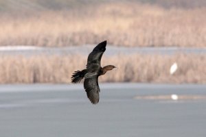 Pygmy cormorant