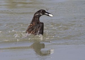 giant kingfisher