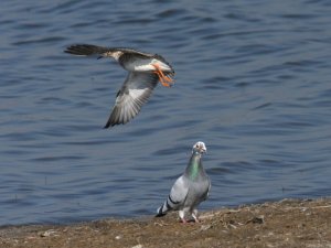 Some birds