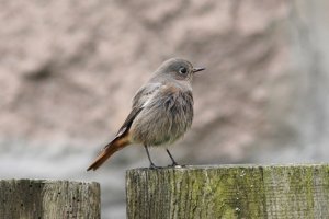 Black Redstart