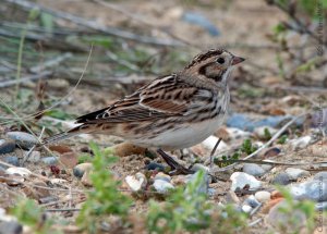 Lapland Bunting