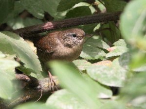 Wren