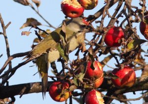 Grey-headed woodpecker