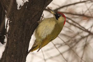 Green woodpecker