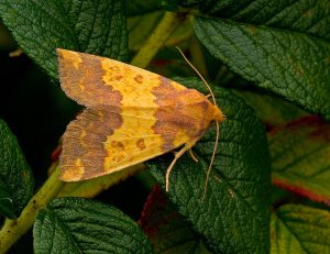 Barred Sallow