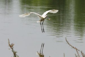 Spoonbill