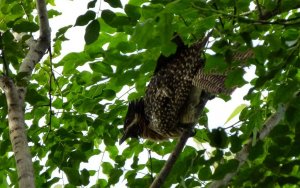 Eastern Koel