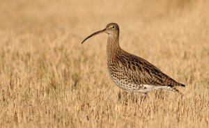 Curlew