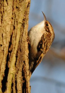 Treecreeper