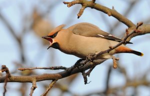 Waxwing