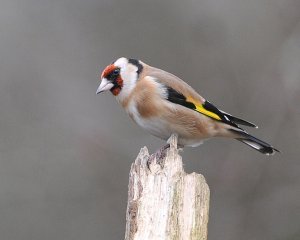 Colourful Goldfinch