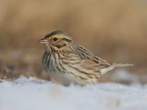 Savannah Sparrow