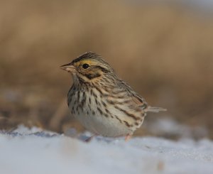 Savannah Sparrow 2