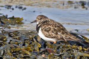 Turnstone