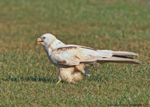 Red Kite (leucistic)