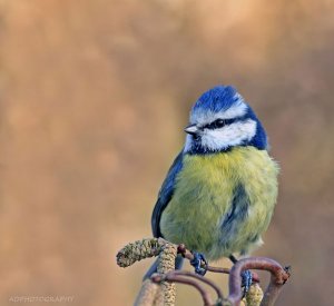 Blue Tit Portrait