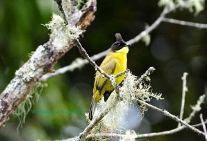 Bornean Bulbul-Montane endemic