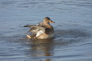 Gadwall